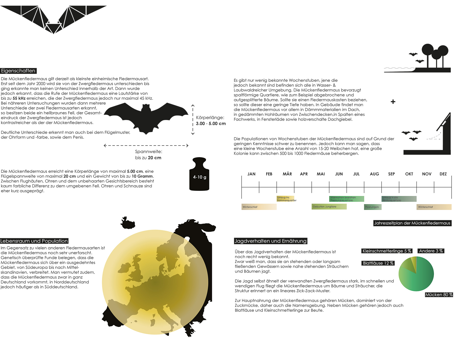 Analysen Bat Sculpture I Mückenfledermaus Pipistrellus pygmaeus I Zeichnung Anja Jaekel - 01