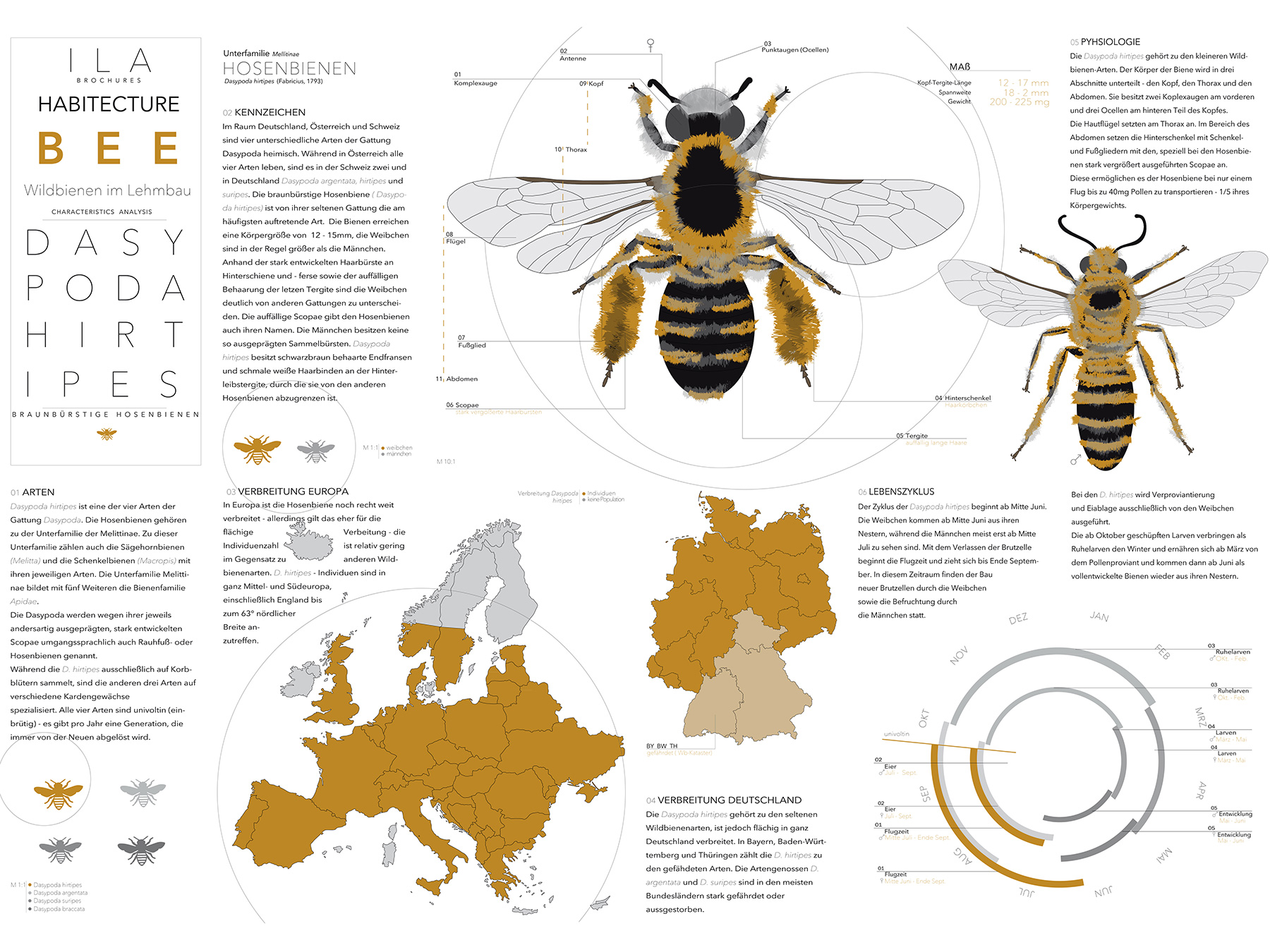 Analysen Wildbienen im Lehmbau I Braunbürstige Hosenbiene Dasypoda hirtipes I Zeichnung Louisa Strehlau - 01